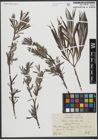 Foto von Salix viminalis L.